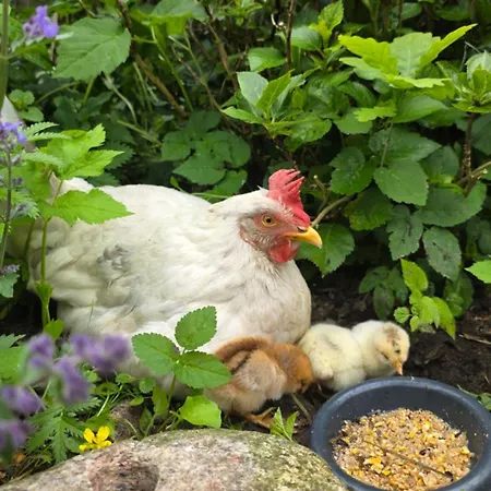 30 Min Bis Hamburg Apartment Klein Offenseth-Sparrieshoop